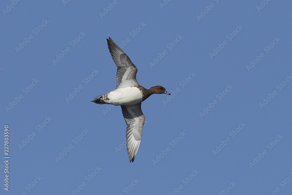 Eurasian wigeon (Mareca penelope)