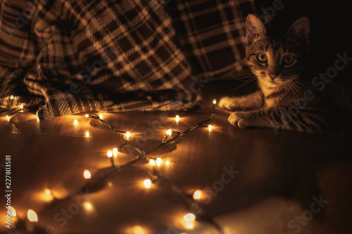 A kitten sitting next to christmas lights