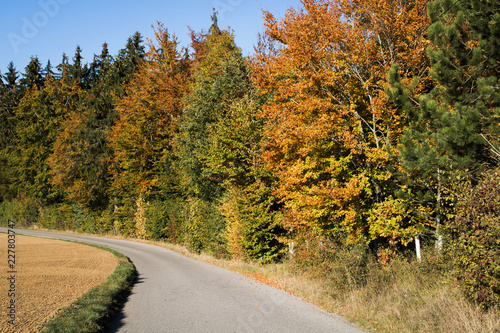 Herbst mit Straße