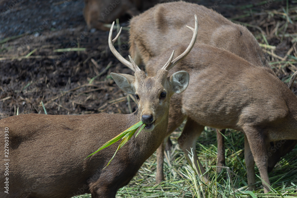鹿・角・野生・動物・公園