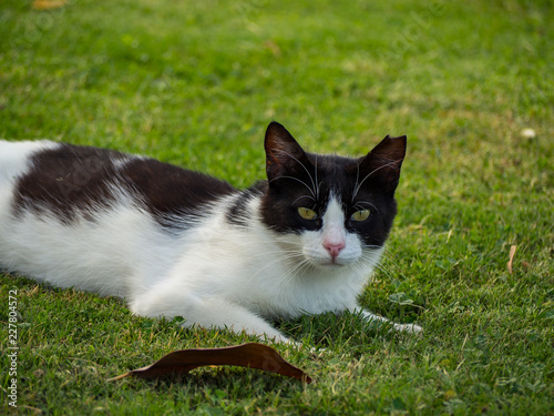Cat lies down on grass