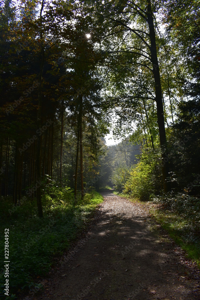 Fototapeta premium forest