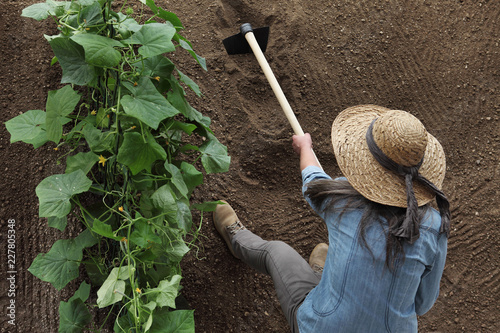 woman farmer working with hoe in vegetable garden, hoeing the soil near a cucumber plant, top view and copy space template photo