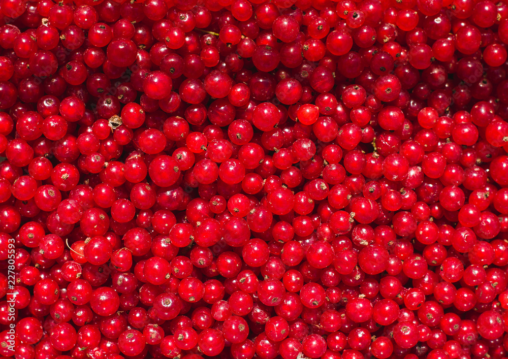 Fresh Red Currant. Background. Close-up. Top View. Fresh Red Currant. Background. Close-up. Top View.