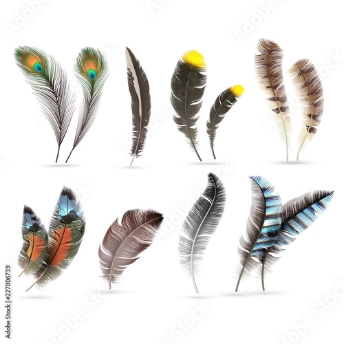 Realistic bird feathers. Detailed colorful feather of different birds. 3d vector collection isolated on white background. Illustration of feather bird multicolored collection