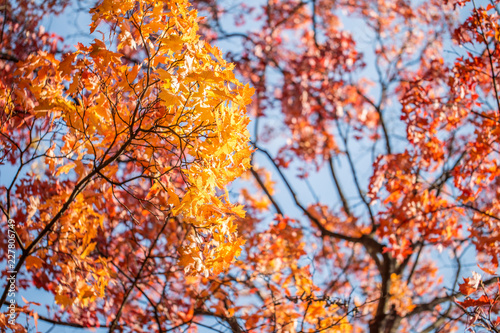 Beautiful autumn. Autumn background. Orange leaves in sunny background © Agnes