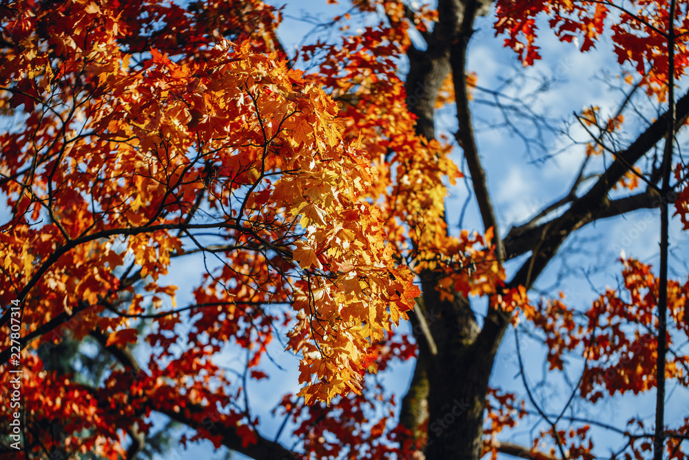 Beautiful autumn. Autumn background. Orange leaves in sunny background Beautiful autumn. Autumn background. Orange leaves in sunny background