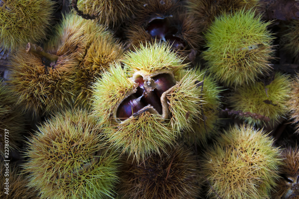 a ripe chestnut