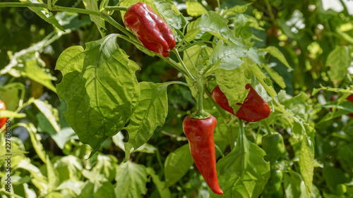 Red Padron Peppers closeup 2.