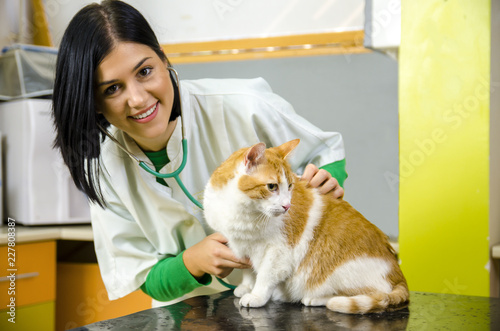 Fototapeta Naklejka Na Ścianę i Meble -  Beautiful female veterinarian smiling, selective focus on cat 