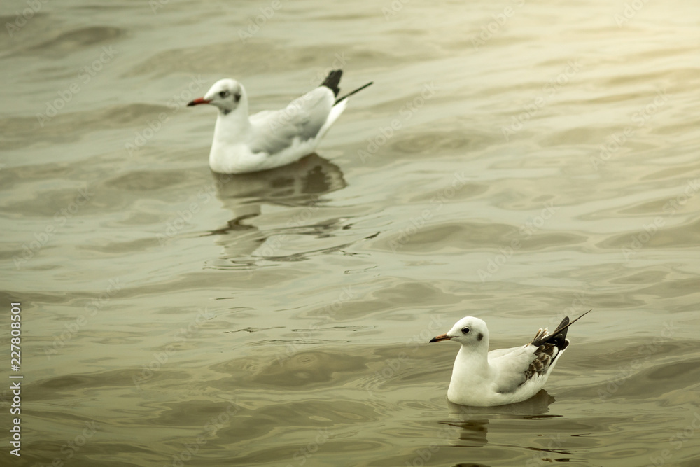 Fototapeta premium The seagull.