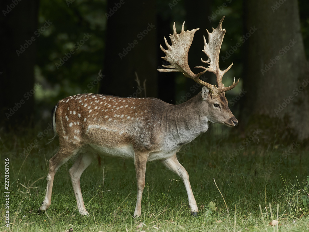 Fallow deer (Dama dama) Fallow deer (Dama dama)