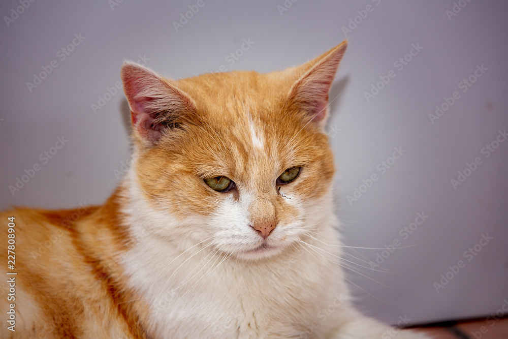 An european cat living in animal shelter in Belgium An european cat living in animal shelter in Belgium