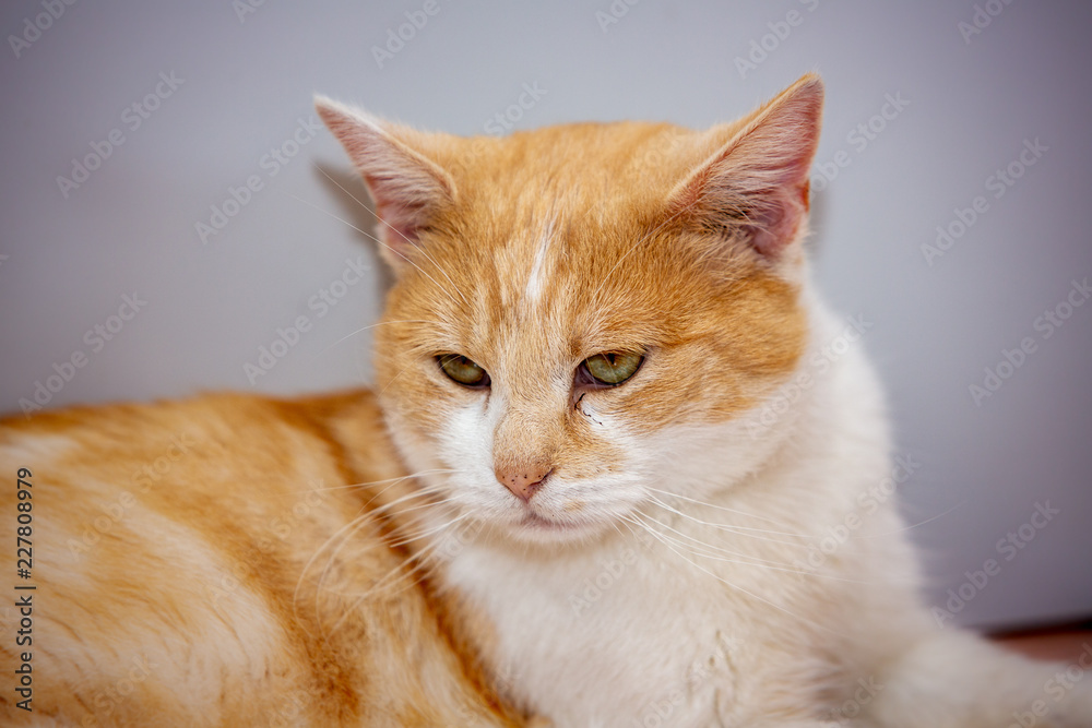 An european cat living in animal shelter in Belgium