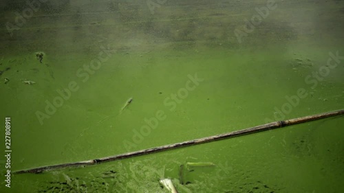 Mass development of the blue-green alga  Microcystis aeruginosa in the polluted eutrophic lake Yalpug, Odessa region, Ukraine photo