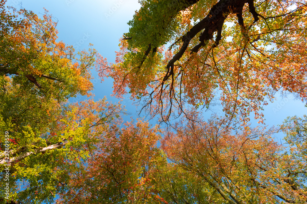 autumn colored tree top in fall season autumn colored tree top in fall season