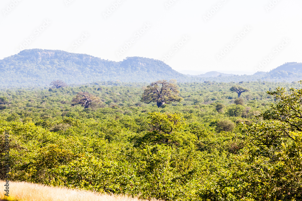 The open bush of the north Kruger park, South Africa.