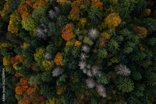 Autumn forest colors