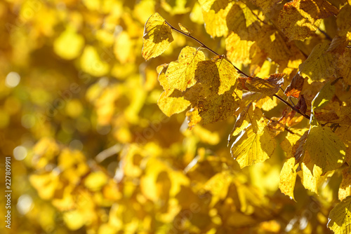 Beautiful colorful leaves in autumn forest. Red, orange, yellow, green and brown autumn leaves. Hazel foliage. Seasonal background © Сyrustr