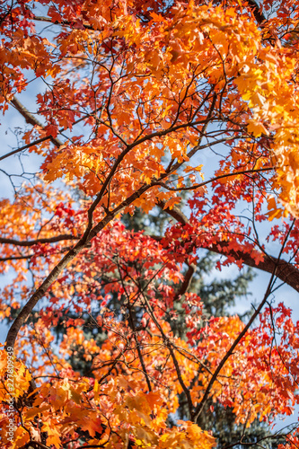 Beautiful autumn. Autumn background. Orange leaves in sunny background