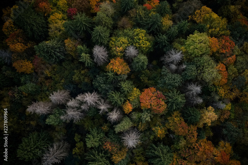 Forest background © mellsva