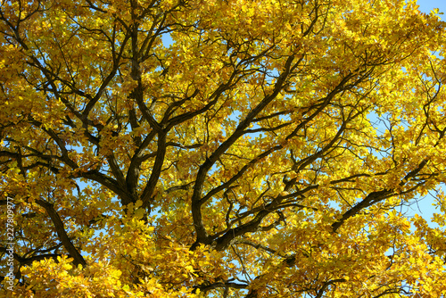 Beautiful colorful leaves in autumn forest. Red, orange, yellow, green and brown autumn leaves. Oak foliage. Seasonal background