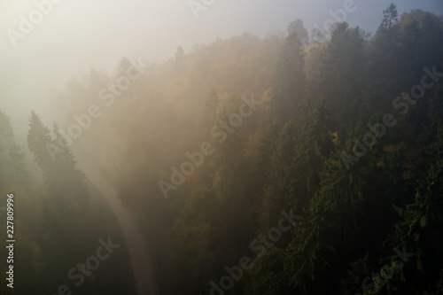 Thick fog above an ancient forest and a dirt road