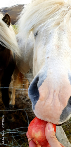 White icelandic horse is gently inspecting an apple