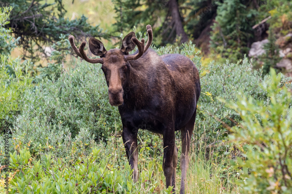 Moose in Gunnison National Forest near Crested Butte, Colorado Moose in Gunnison National Forest near Crested Butte, Colorado