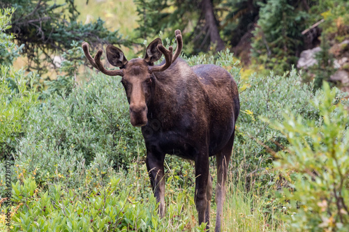 Moose in Gunnison National Forest near Crested Butte, Colorado