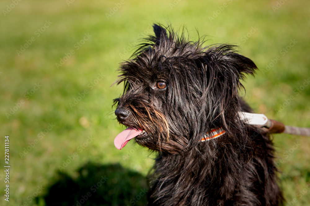 A yorkshire dog living in animal shelter in Belgium