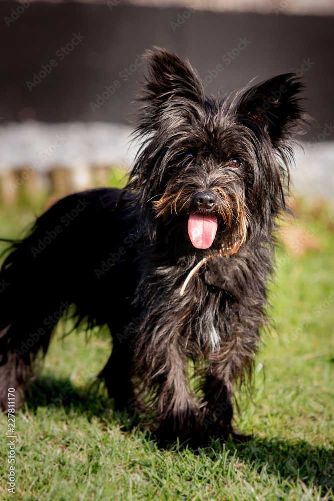 A yorkshire dog living in animal shelter in Belgium A yorkshire dog living in animal shelter in Belgium