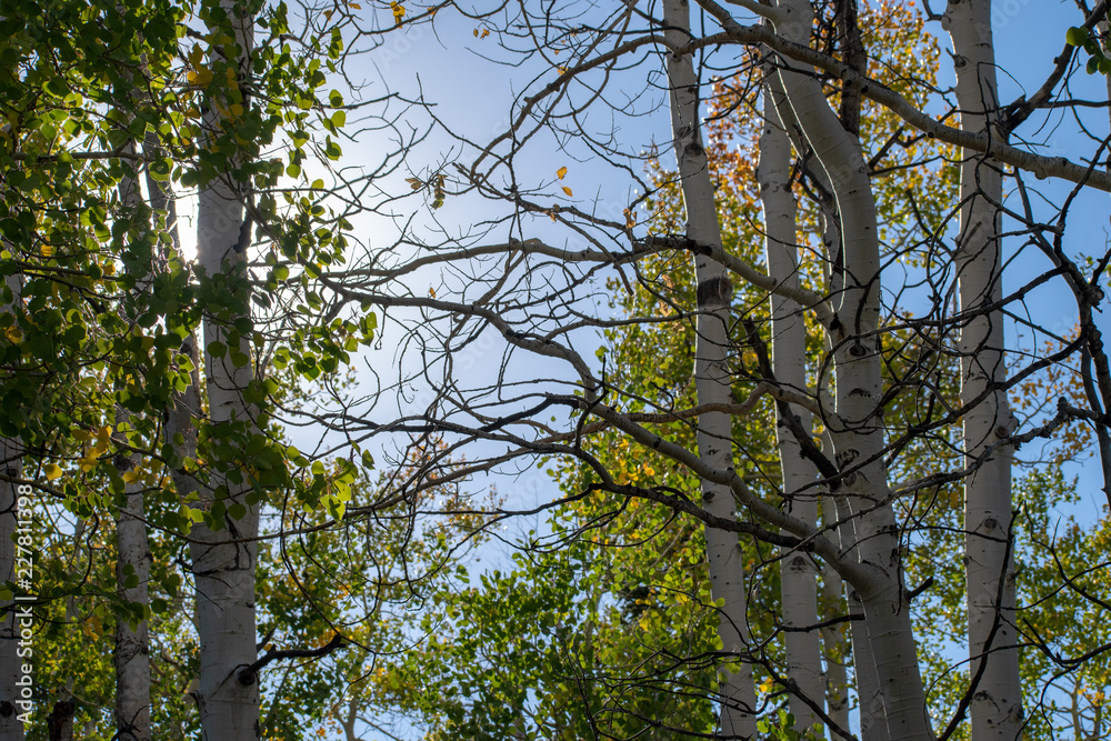 Fototapeta premium Aspen 