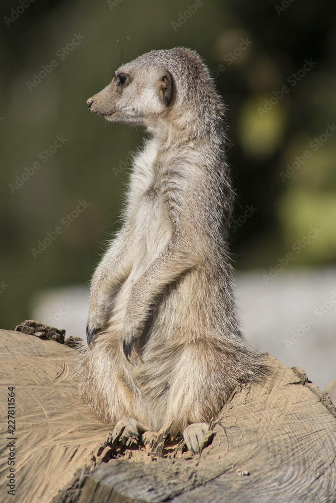 Fototapeta premium Meerkat keeps watch