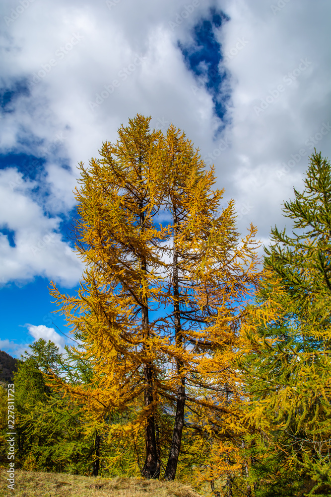 Bosco d'autunno Bosco d'autunno