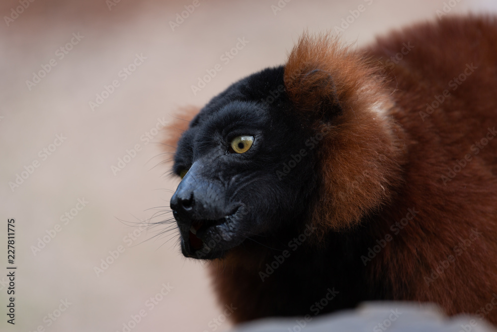 Fototapeta premium Close-up of a red-ruffed lemur monkey looking intense to the side