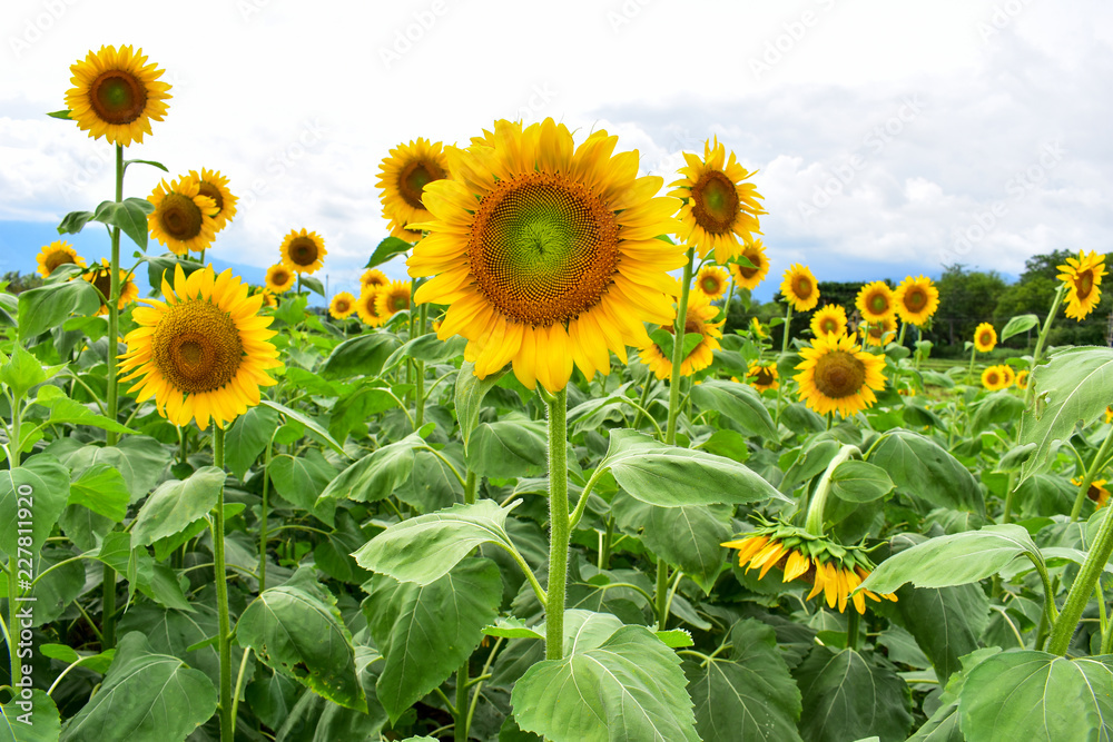 Fototapeta premium fibonacci in a sunflower