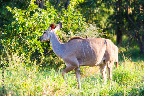 Female kudu forages in the bush, Kruger park, South Africa.