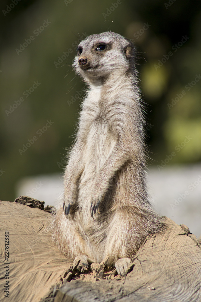 Fototapeta premium Meerkat keeps watch