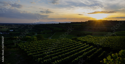 Weinberge Reben