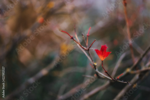 Red maple leaf. Autumn. Design for the designer. Flank. Mood