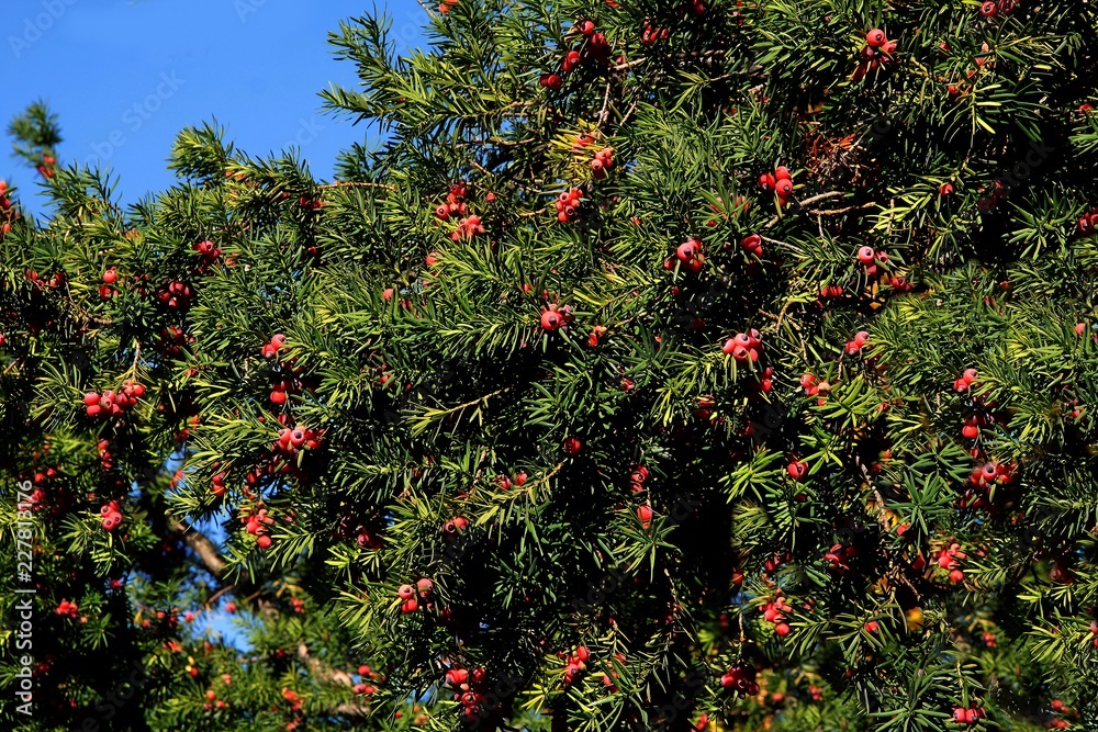 Yew-tree with red,toxic fruits