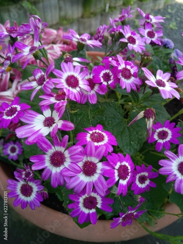 violet flowers closeup
