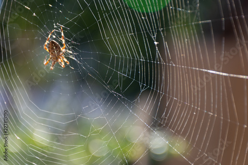 Croos spider in the garden