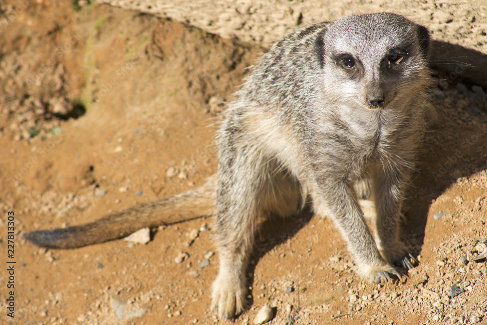 Fototapeta premium Meerkat sitting and relaxing