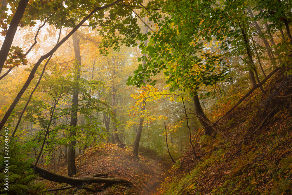 Naklejka premium Autumn colors of the forest.