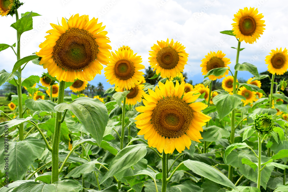 Sunflowers in bloom during daytime Sunflowers in bloom during daytime