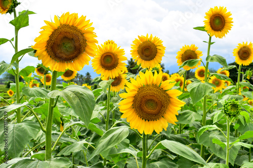 Sunflowers in bloom during daytime