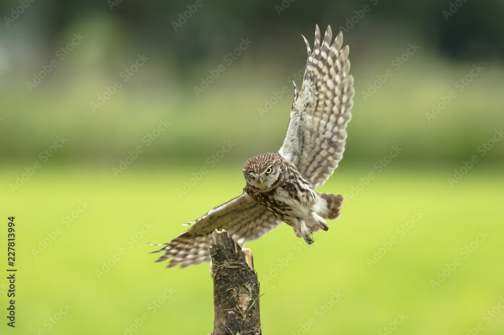 Fototapeta premium Little owl, Athene noctua, bird of prey in flight