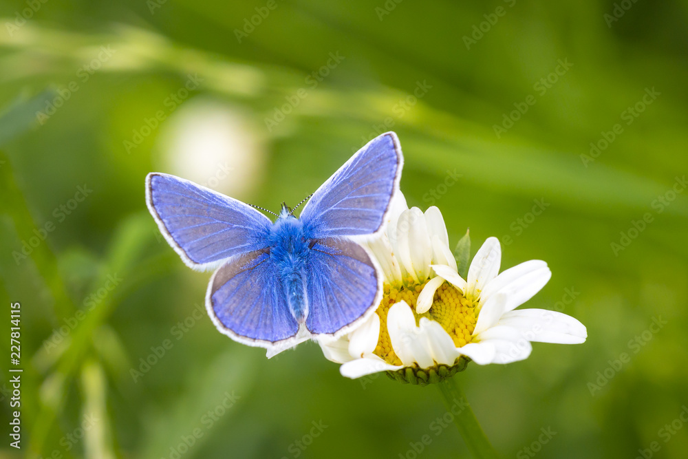Fototapeta premium Top view Common Blue butterfly (Polyommatus icarus) pollinating closeup